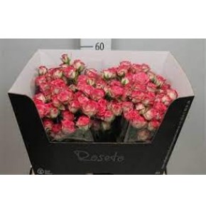 ΤΡΙΑΝΤΑΦΥΛΛΑ ΜΠΟΥΤΟΝ ΦΟΥΞ 60εκ ROSEN TR  HALEY 60cm